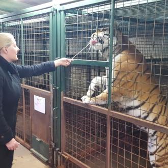 Trisha Feeds the Tigers at Longleat